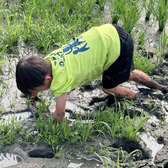 田んぼの泥に手を入れて、かがみこんで作業している子ども